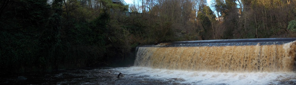 The Water of Leith, Dog Walking